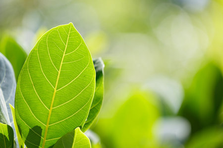 Background green Leaves daylight with blur background