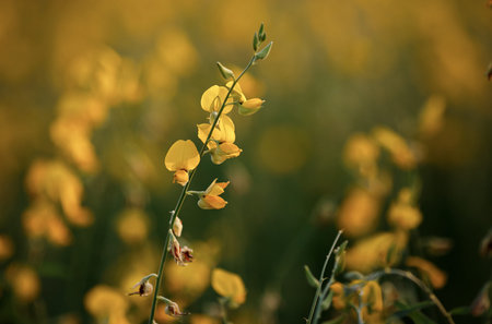 Beautiful crotalaria flower