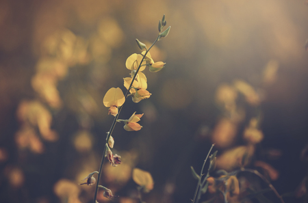Beautiful crotalaria flower vintageの写真素材