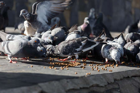 Pigeon eating at  the park  on afternoon, sunrise, movementの写真素材