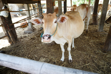 Beautiful cow in corral at countryside