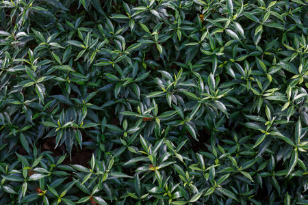beautiful green leaf background