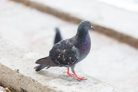 Pigeon at  the park  on afternoon, sunriseの写真素材