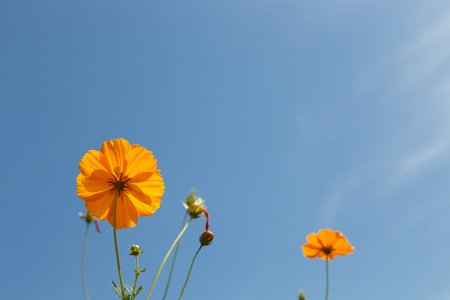Cosmos flowers with cloud and blue sky backgroundの写真素材