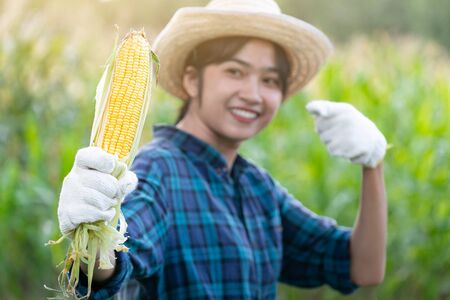 Beautiful young farmer Showing organic corn on her farmの写真素材