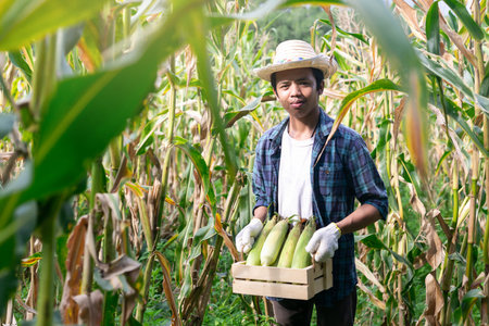 Young corn planter, He Harvesting Organic corn production