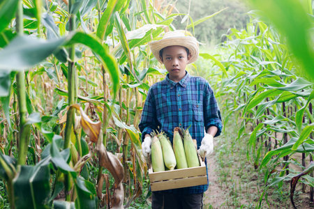 Young farmer Showing organic corn on the farm