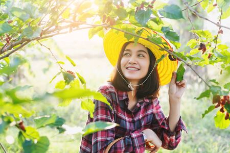 Beautiful young smart farmers picking mulberry fruits, The fruit is ripe.の写真素材