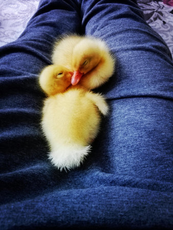 Duck
