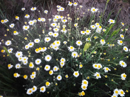 Daisyのeditorial素材