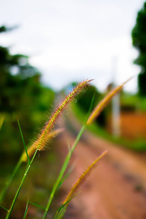 grass in the resort at thailand