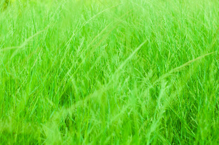 Meadow photo I take at garden in Bangkokの写真素材