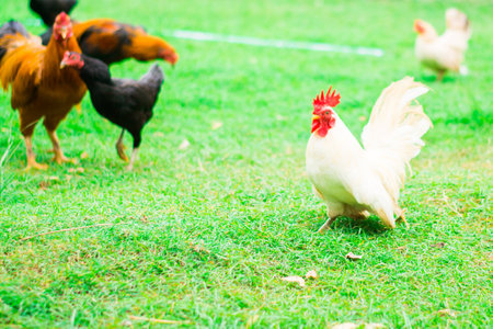 Chicken on green backgroundの写真素材