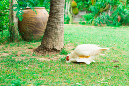 Duck breed in the farm at thailandの写真素材