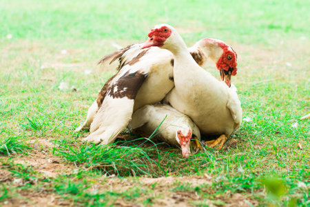 Duck breed in the farm at thailandの写真素材