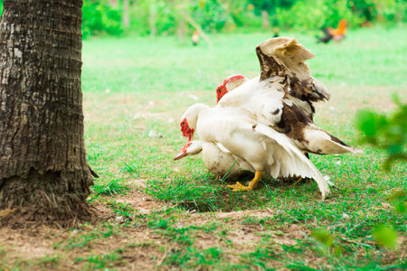 Duck breed in the farm at thailandの写真素材