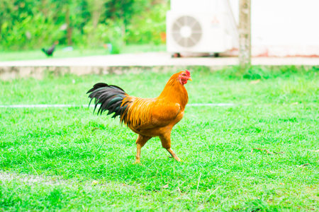 Chicken on green backgroundの写真素材