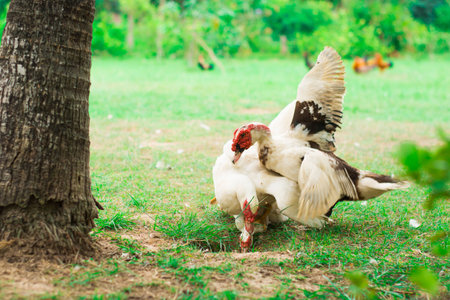 Duck breed in the farm at thailandの写真素材