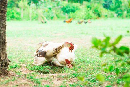 Duck breed in the farm at thailandの写真素材