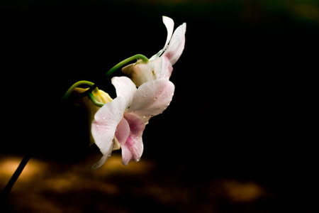 Flower on black back groung in Thailandの写真素材