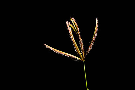 Flower on black back groung in Thailandの写真素材