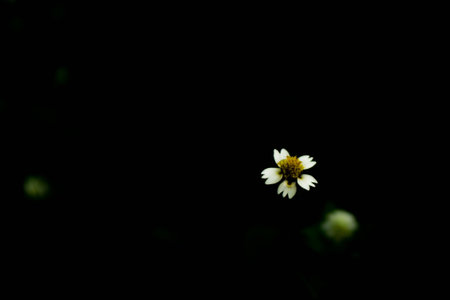 Flower on black back groung in Thailandの写真素材