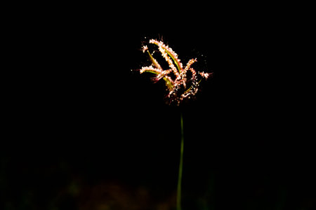 Flower on black back groung in Thailandの写真素材
