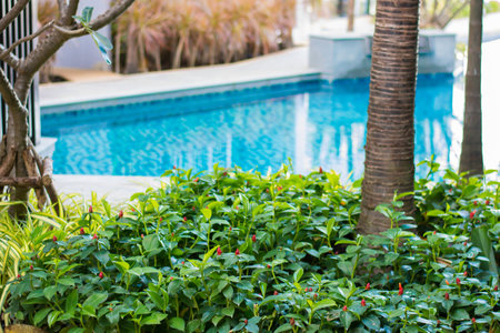 Plant and Flower beautiful backgroung in the gardenの写真素材