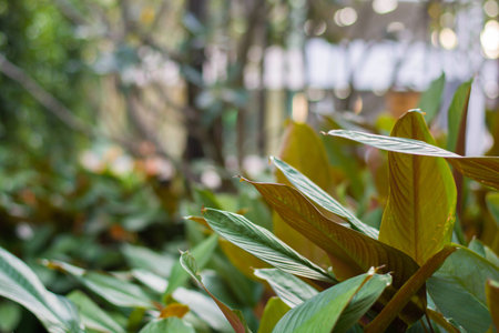 Plant and Flower beautiful backgroung in the gardenの写真素材