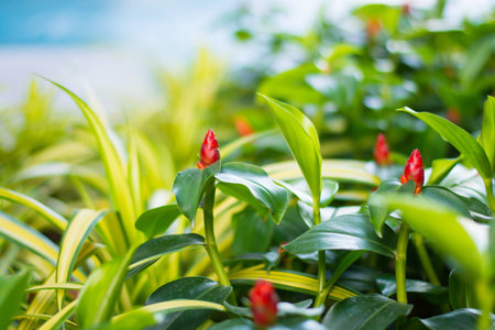 Plant and Flower beautiful backgroung in the gardenの写真素材