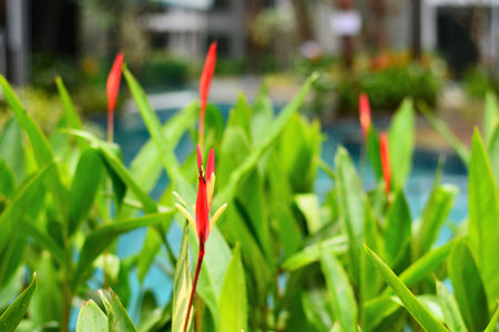 Plant and Flower beautiful backgroung in the gardenの写真素材