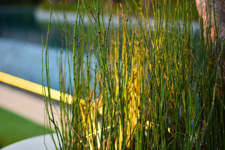 Plant and Flower beautiful backgroung in the gardenの写真素材