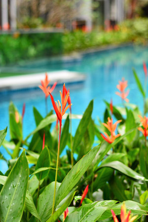 Plant and Flower beautiful backgroung in the gardenの写真素材
