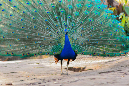 Peacock showing his wide open tail in the Thailandのeditorial素材