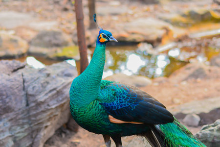 Peacock showing his wide open tail in the Thailandの写真素材