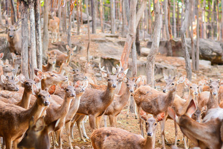 Deer walking in a meadow in the forest.の写真素材