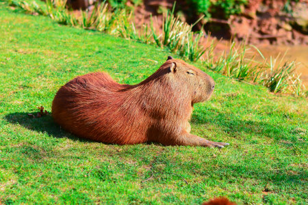 Capybara Giant Rat Capistrano Bara Rodent largest in the worldの写真素材