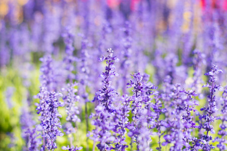 Plant and Flower beautiful backgroung in the gardenの写真素材