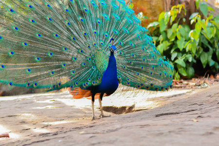 Peacock showing his wide open tail in the Thailandの写真素材