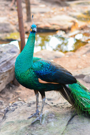 Peacock showing his wide open tail in the Thailandの写真素材