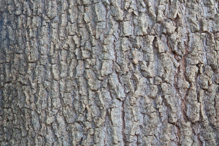 tree bark background