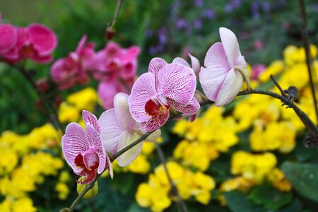 White orchids, purple flowers and Chiang Mai, Thailand.の写真素材
