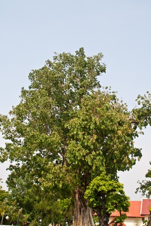 The big bodhi tree  Symbol of Buddhismの写真素材