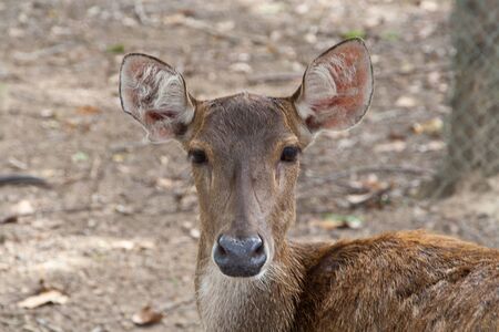 Baby deer brown の写真素材