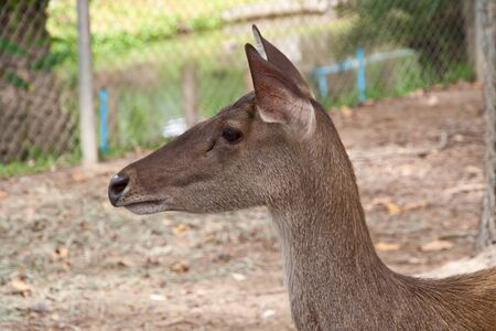 Baby deer brown の写真素材