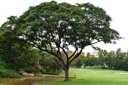 Big Tree Alone on green grass, golf course 