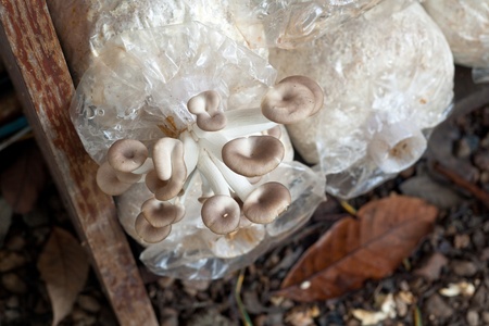 Oyster Mushroom color brown of mushroom cultivationの写真素材