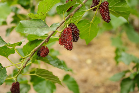 Black and red mulberry, fresh mulberry tree 