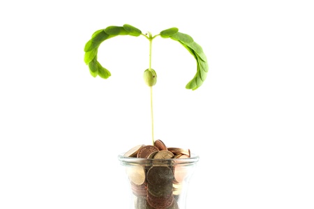 Tree of money concept funds to invest の写真素材