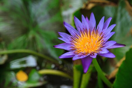 Lotus purple petals, yellow stamen and green leaves の写真素材